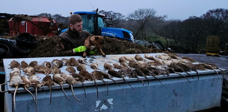 Rodent Control for Rats & Mice Warrington