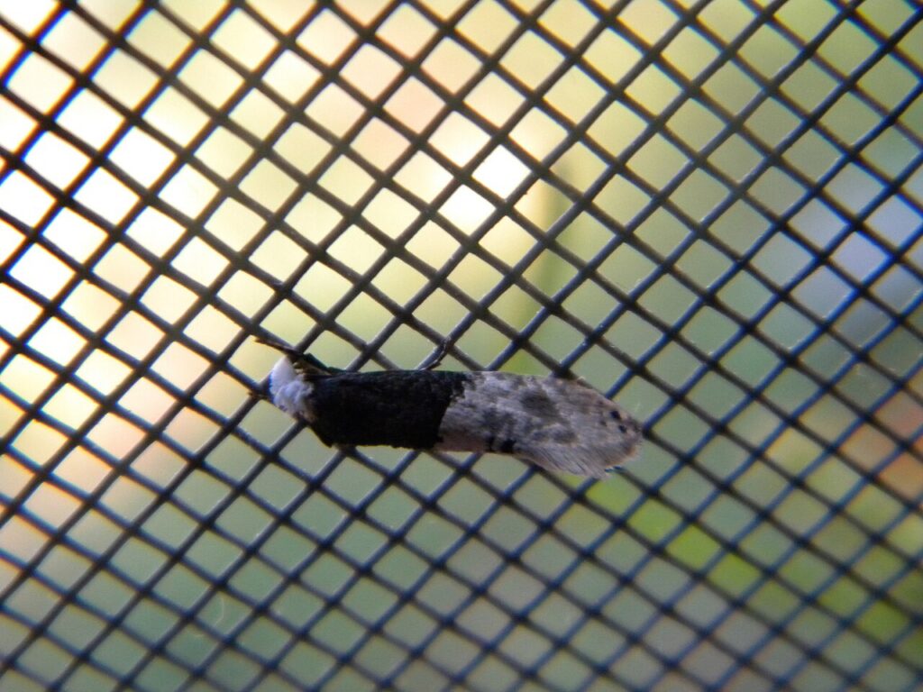 Carpet Moths