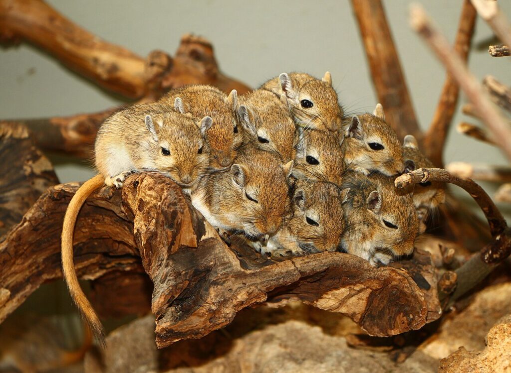 Combined With a Pest Inspection