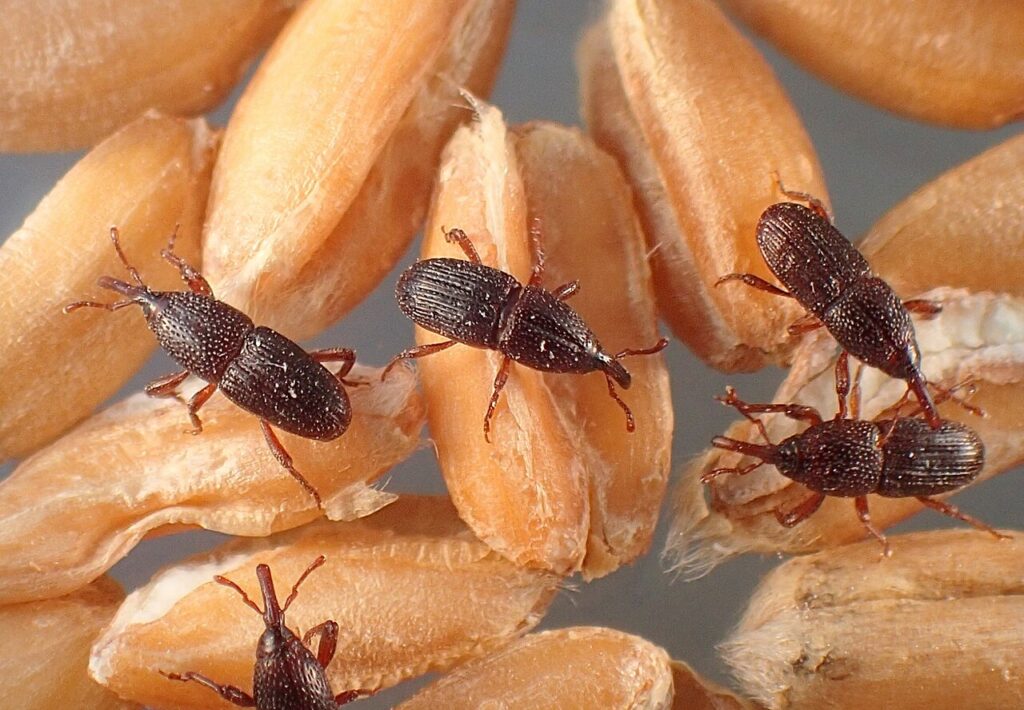 Common Stored Product Pests