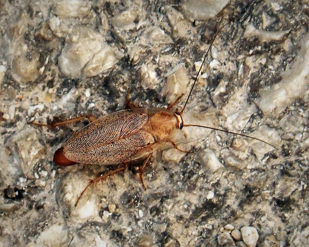 Crawling Insects