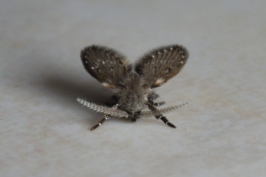 Drain Flies