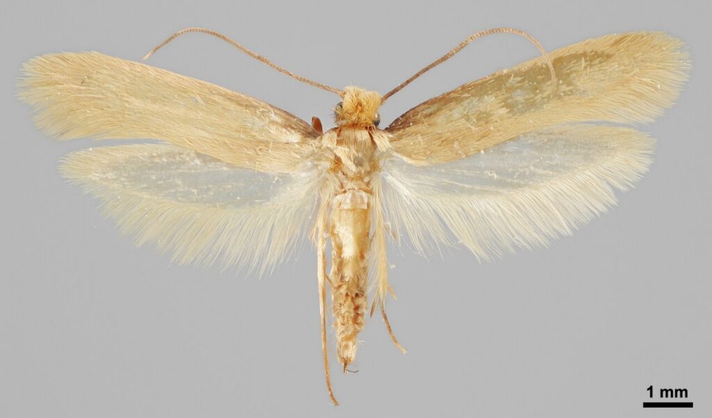 Fabric and Food Pests