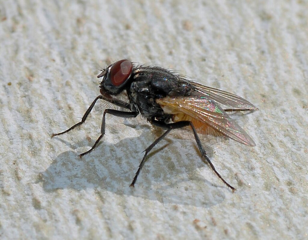 Flying Insects