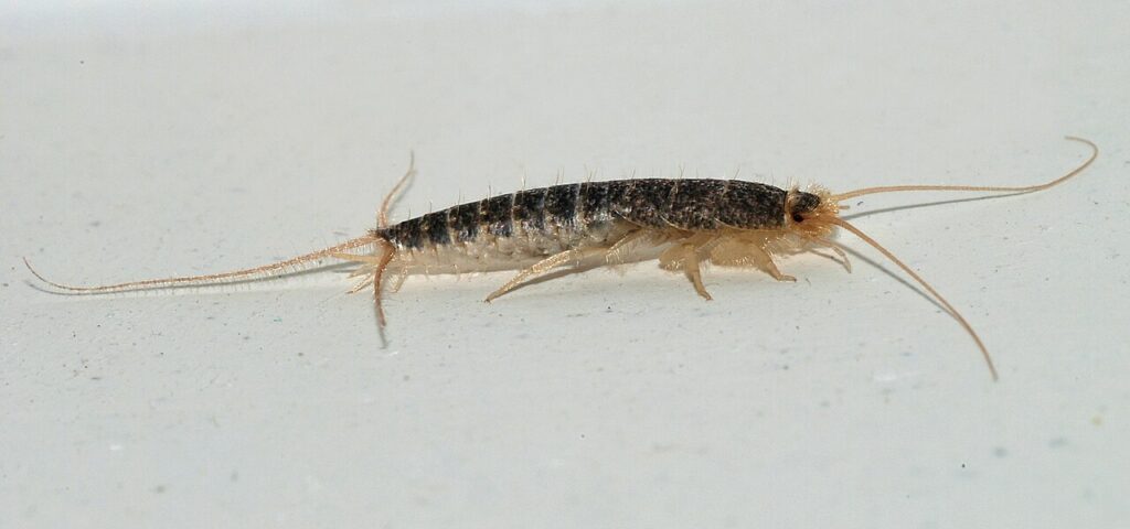 Grey Silverfish