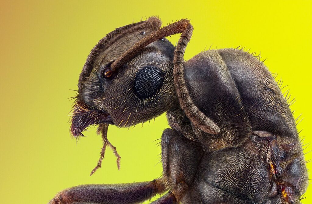 Keeping Ants Out