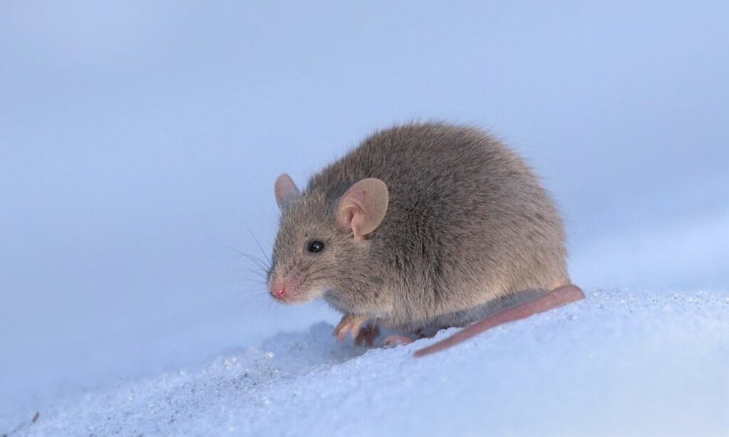 Mouse Control Great Sankey