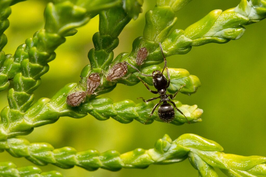 Our Ant Treatment
