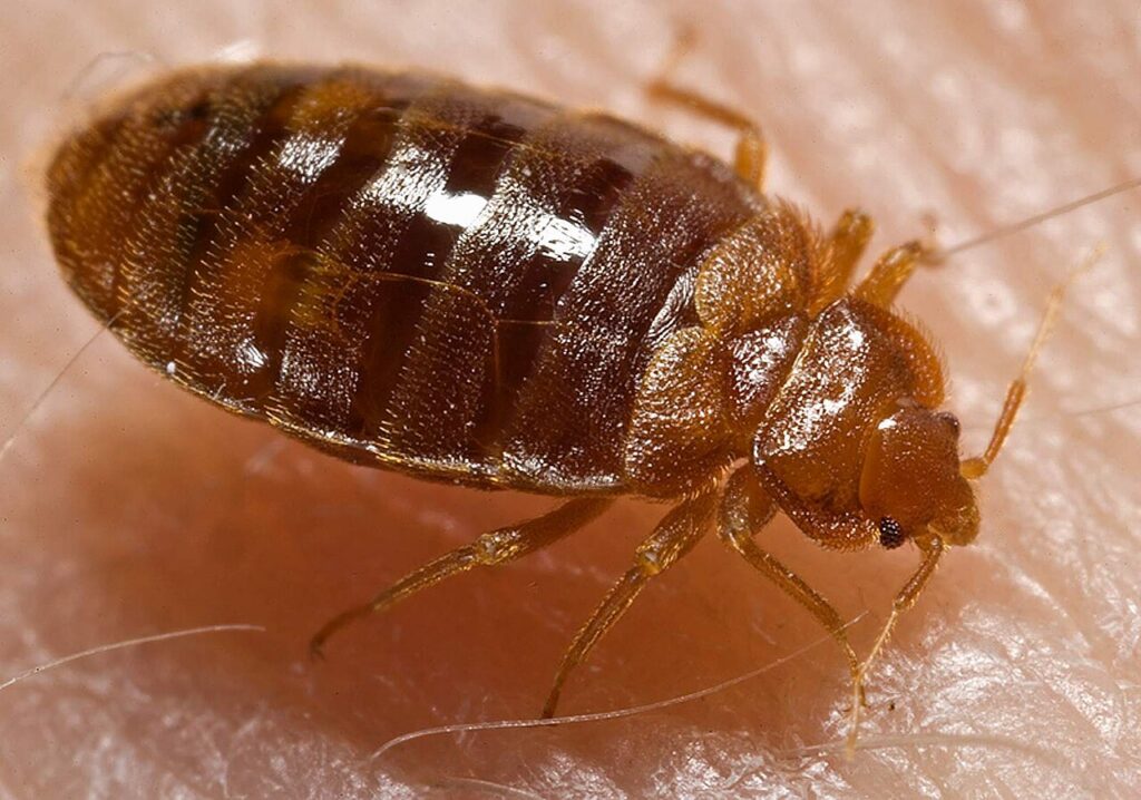 Our Bed Bug Treatment