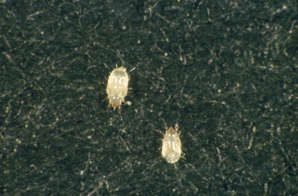 Our Book Lice Treatment