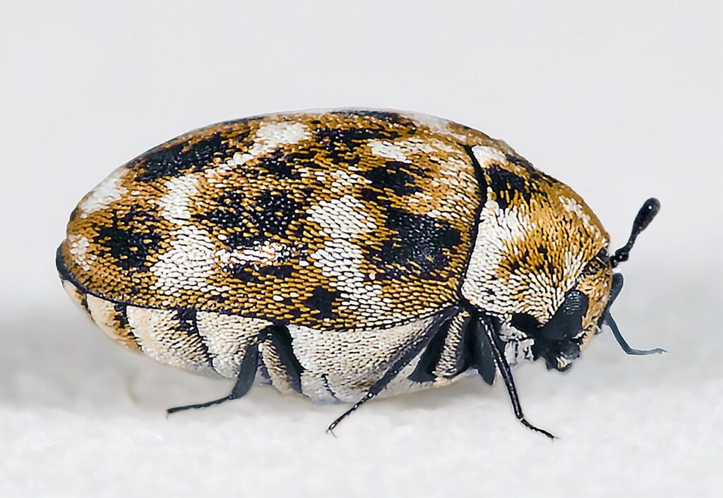 Our Carpet Beetle Treatment