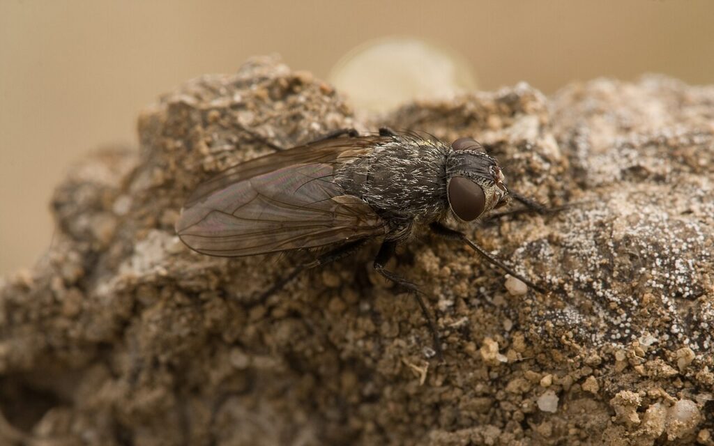 Our Cluster Fly Treatment