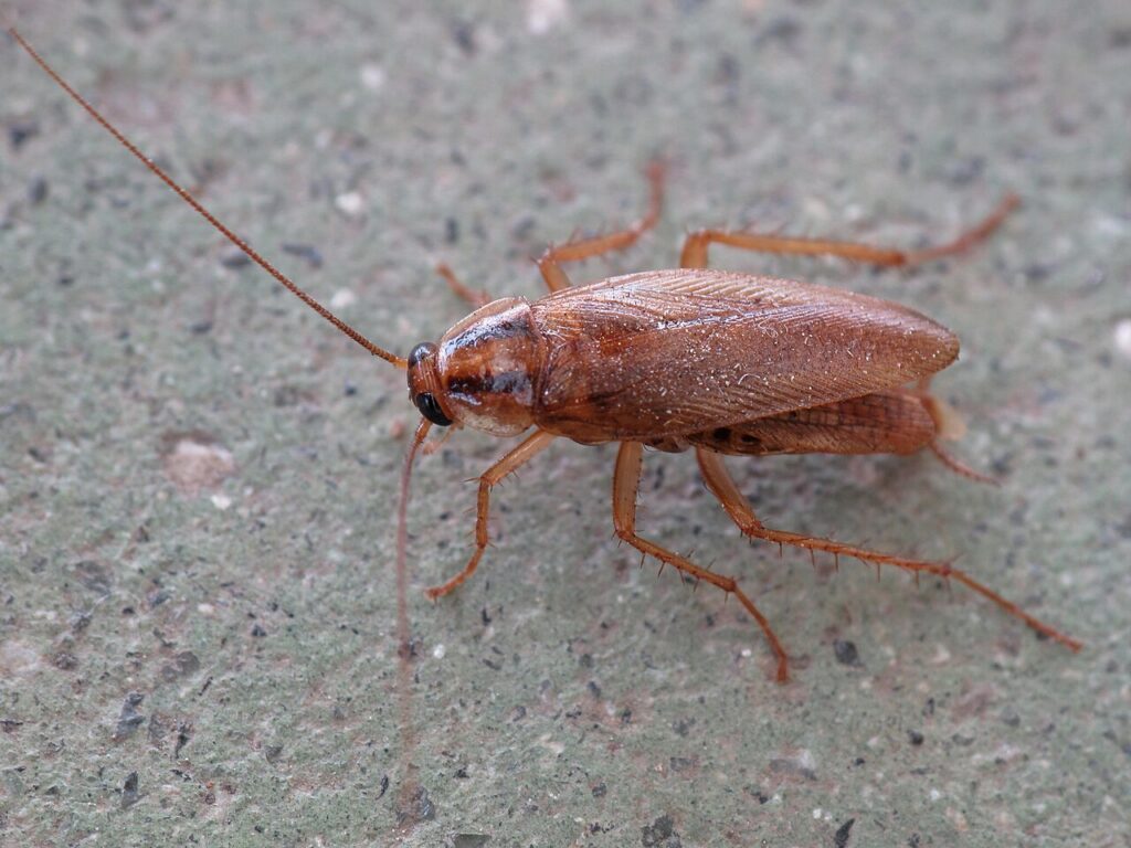 Our Cockroach Treatment