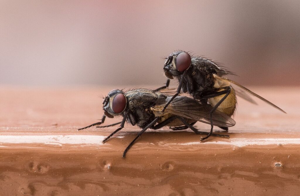 Our Fly Treatment