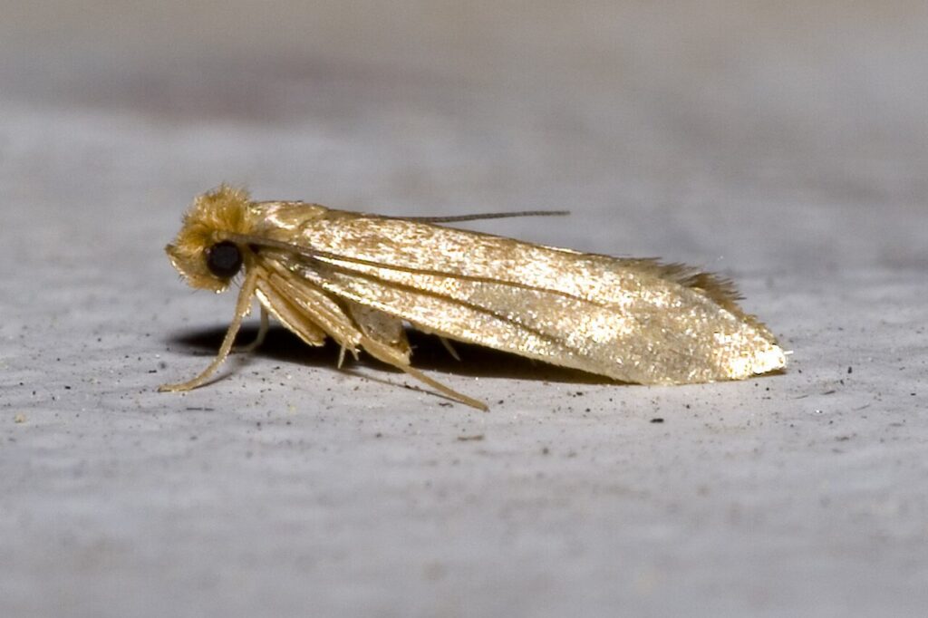 Our Moth Treatment