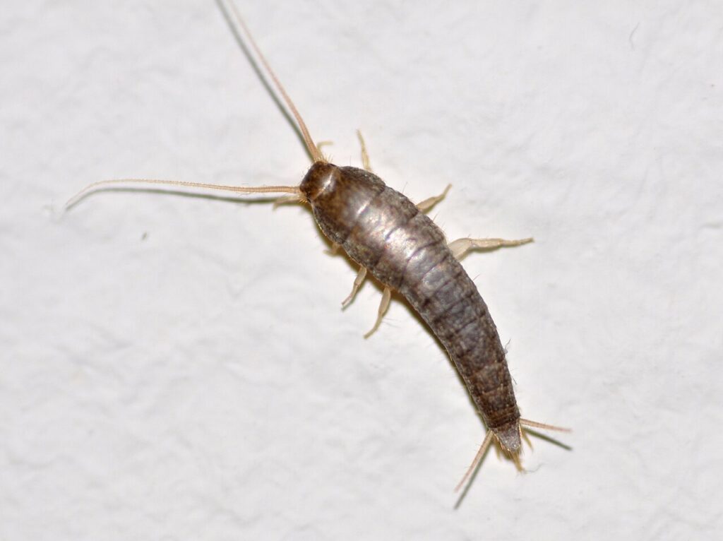 Our Silverfish Treatment