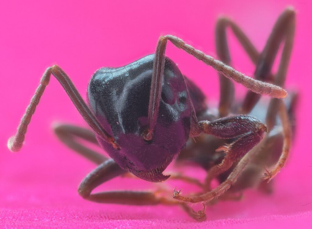 Pharaoh Ants
