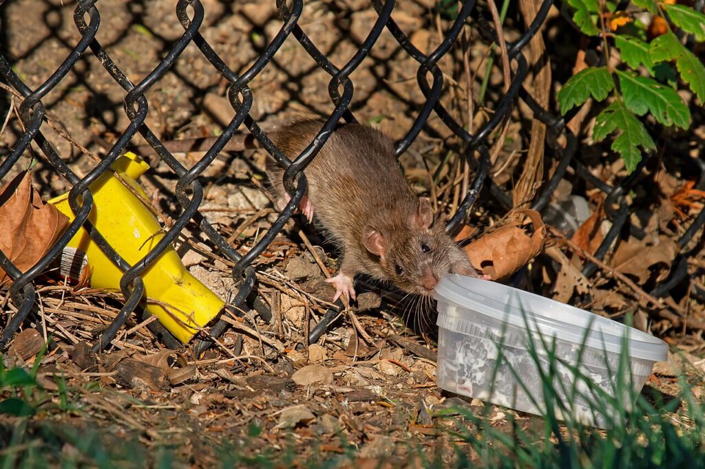 Rat Control in Great Sankey