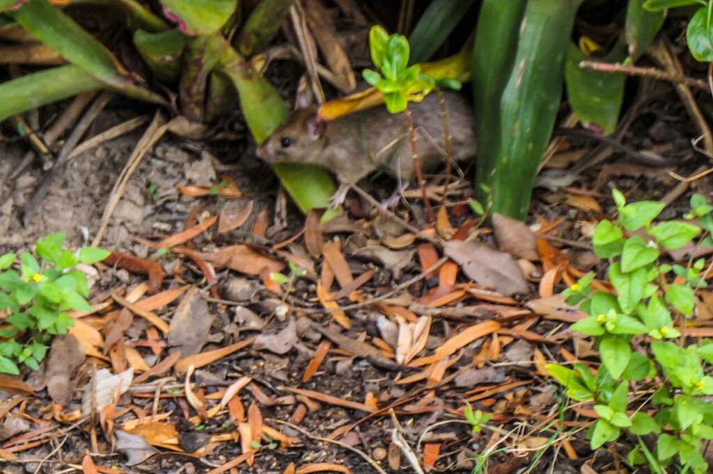 Rat Control Woolston