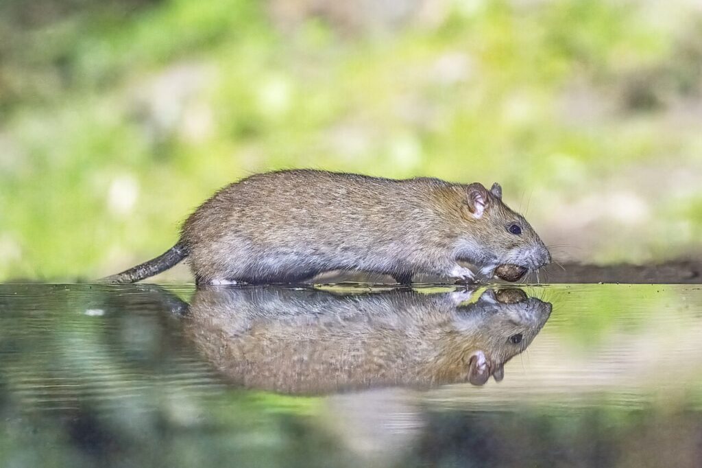 Rats Keep Coming Back?