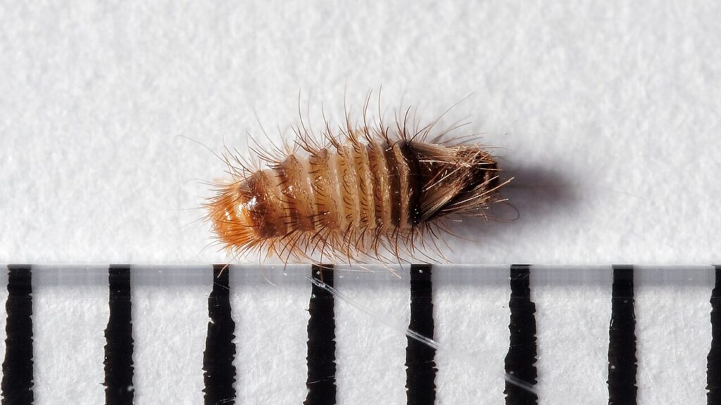 Where Carpet Beetles Hide