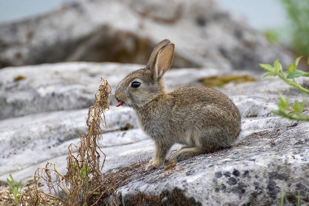 Wildlife Management